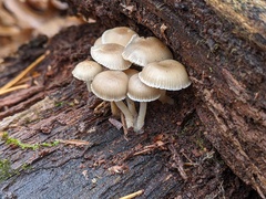 Mycena overholtsii