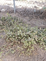 Chenopodium triandrum