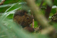 Sciurus deppei