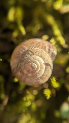 Xeroplexa intersecta