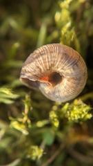 Xeroplexa intersecta