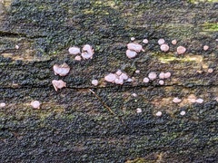 Propolis farinosa