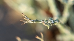 Cladonia rangiformis