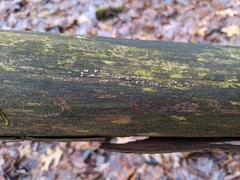 Propolis farinosa