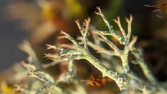 Cladonia rangiformis