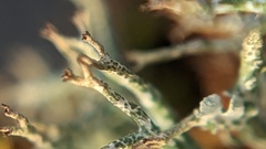 Cladonia rangiformis