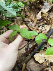 Arisaema acuminatum