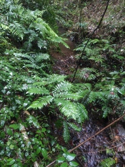 Angiopteris fokiensis