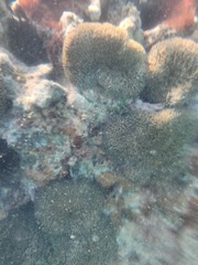 Stichodactyla helianthus