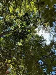 Populus heterophylla