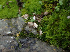 Erythranthe alsinoides