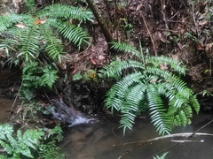 Angiopteris fokiensis