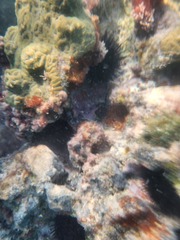 Echinometra lucunter