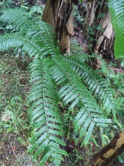 Angiopteris fokiensis