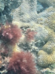 Palythoa caribaeorum
