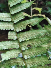 Diplazium esculentum