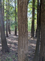 Populus heterophylla