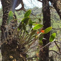 Guarianthe aurantiaca