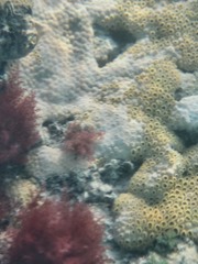 Palythoa caribaeorum