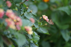 Vehilius stictomenes