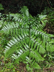 Diplazium esculentum