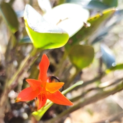 Guarianthe aurantiaca