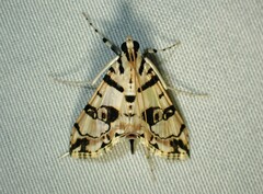 Conchylodes salamisalis