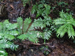 Angiopteris fokiensis