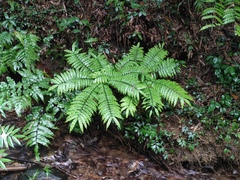 Angiopteris fokiensis