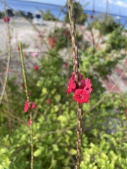 Stachytarpheta mutabilis