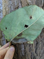 Populus heterophylla