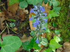 Ajuga