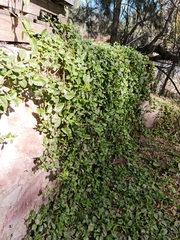 Ampelopsis glandulosa hancei