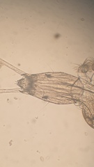 Orthocladiinae