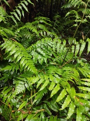 Diplazium esculentum
