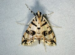 Conchylodes salamisalis