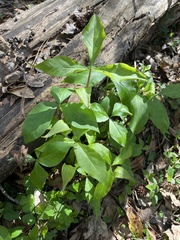 Arisaema acuminatum