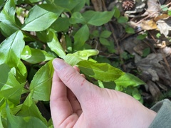 Arisaema acuminatum