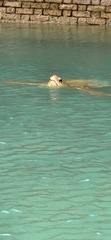 Caretta caretta