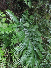 Angiopteris fokiensis