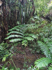 Angiopteris fokiensis