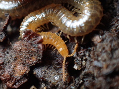 Geophilidae