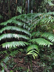 Angiopteris fokiensis