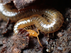 Geophilidae