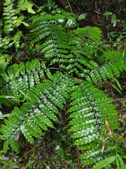 Angiopteris fokiensis