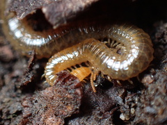 Geophilidae