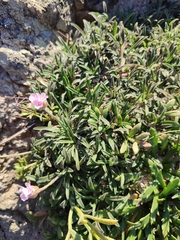 Armeria pubigera