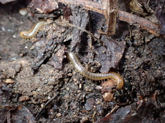 Geophilidae
