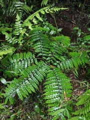 Angiopteris fokiensis