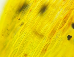 Rosellinia corticium